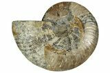 Cut & Polished Ammonite Fossil (Half) - Madagascar #329188-1